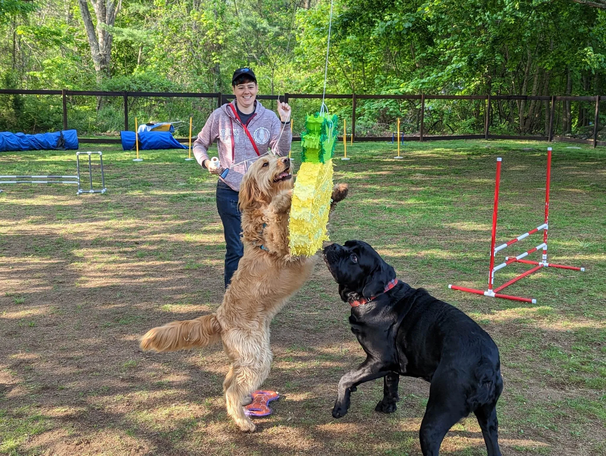 Group dog training class