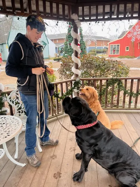 Group dog training class